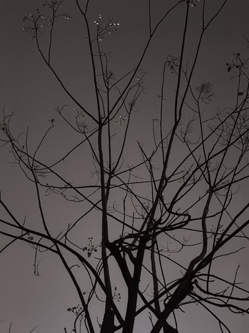 黑白色调树枝剪影