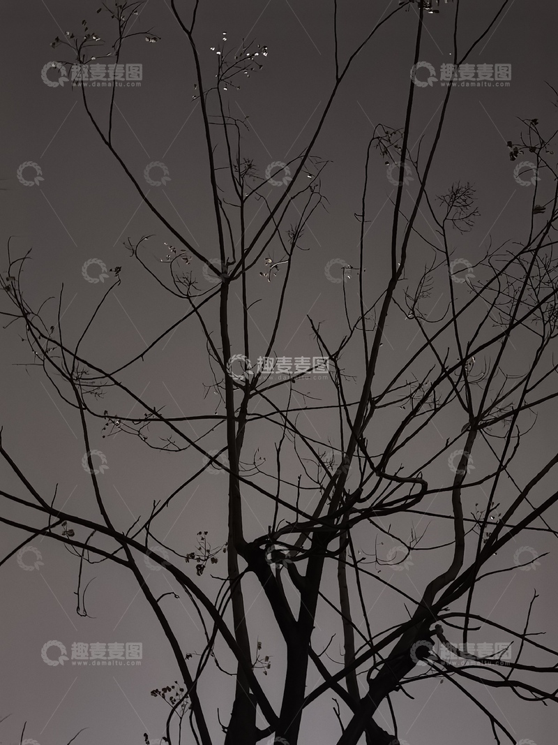高清大图下载【趣麦麦图】黑白色调树枝剪影