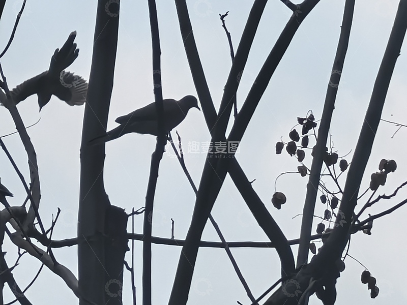 高清大图下载【趣麦麦图】树枝剪影鸟儿栖息