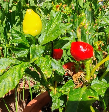 田园风光辣椒种植摄影