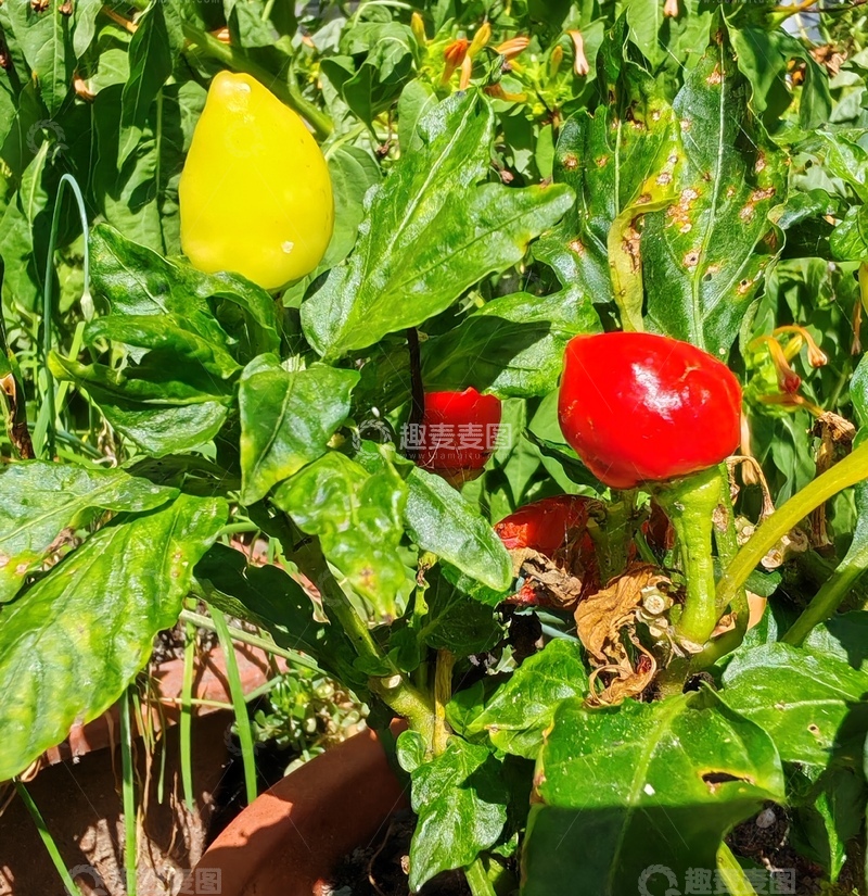 高清大图下载【趣麦麦图】田园风光辣椒种植摄影