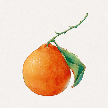 水彩橘子水果插画设计素材