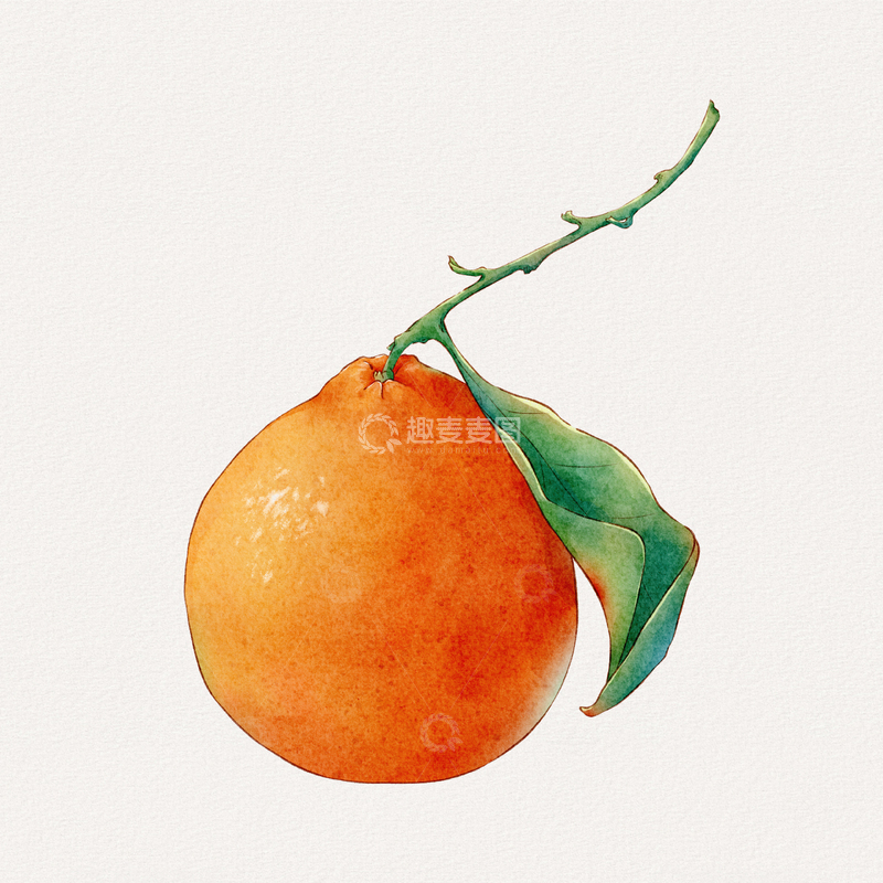 源文件下载【趣麦麦图】-水彩橘子水果插画设计素材
