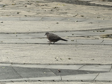 鸽子漫步城市广场