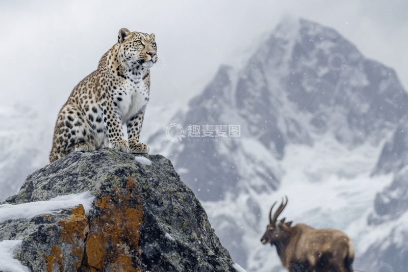 高清大图下载【趣麦麦图】站在山峰上的一只花豹