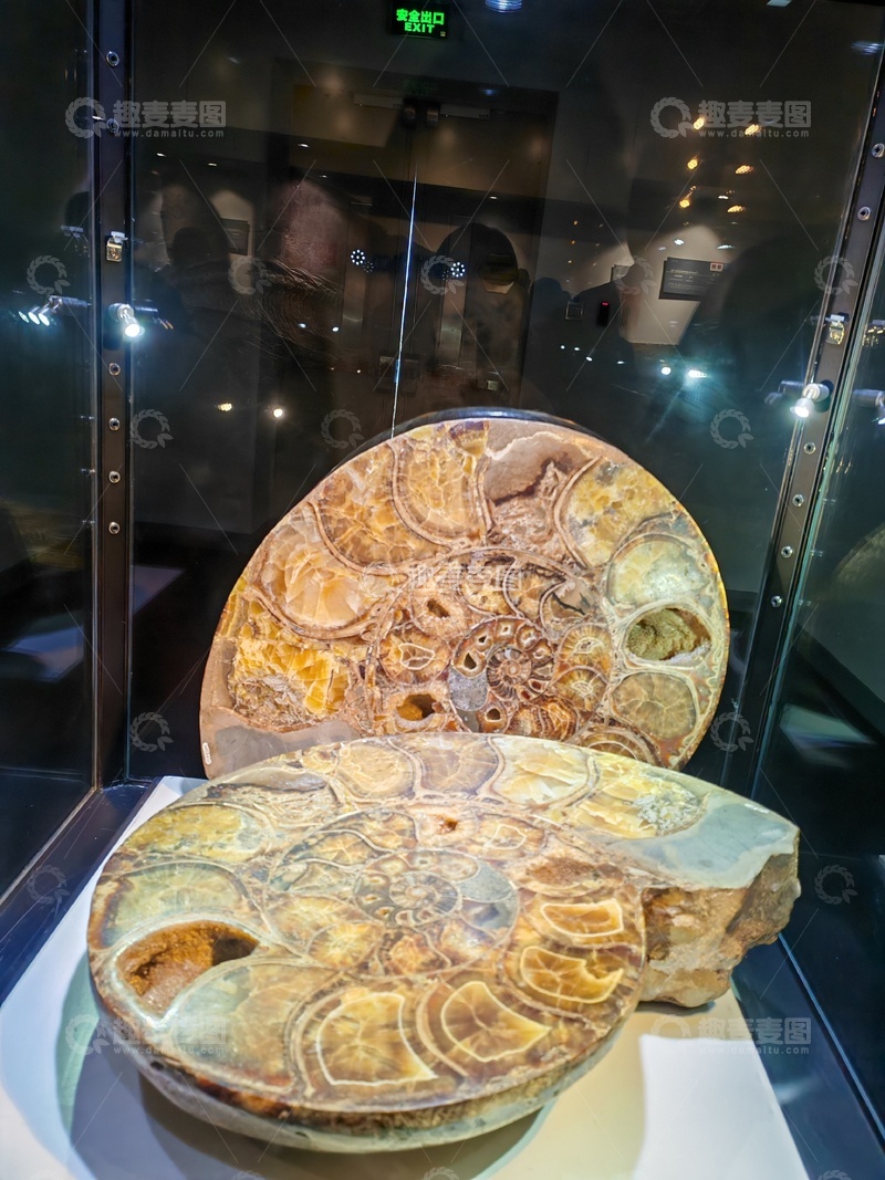 高清大图下载【趣麦麦图】化石展示柜中菊石标本