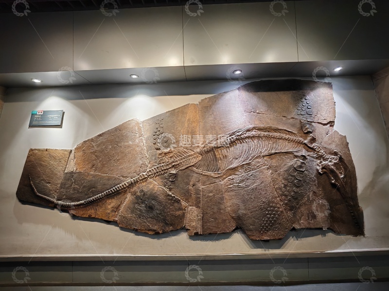 高清大图下载【趣麦麦图】化石展览古生物标本