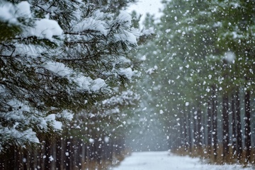 冬季落雪的树林