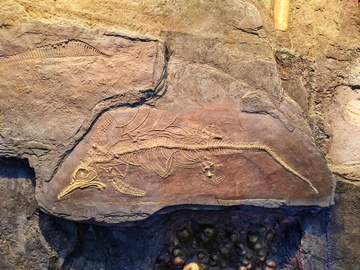 岩石上古代龙形雕刻
