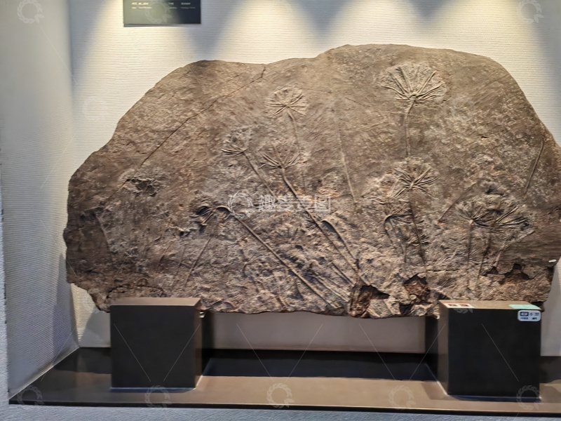高清大图下载【趣麦麦图】化石展品展示
