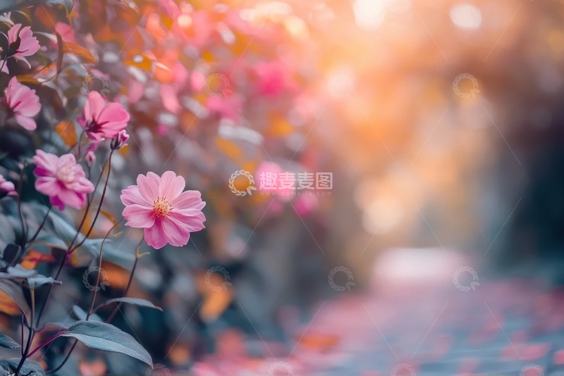 高清大图下载【趣麦麦图】路边盛开的植物花草