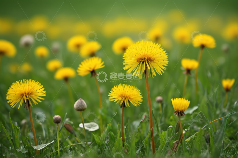 高清大图下载【趣麦麦图】草地中的黄色蒲公英花朵