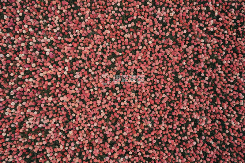 高清大图下载【趣麦麦图】俯拍密集粉色花卉