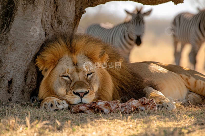 高清大图下载【趣麦麦图】大草原上大树底下睡觉的一头狮子