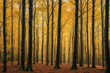 秋季金黄树林自然景观
