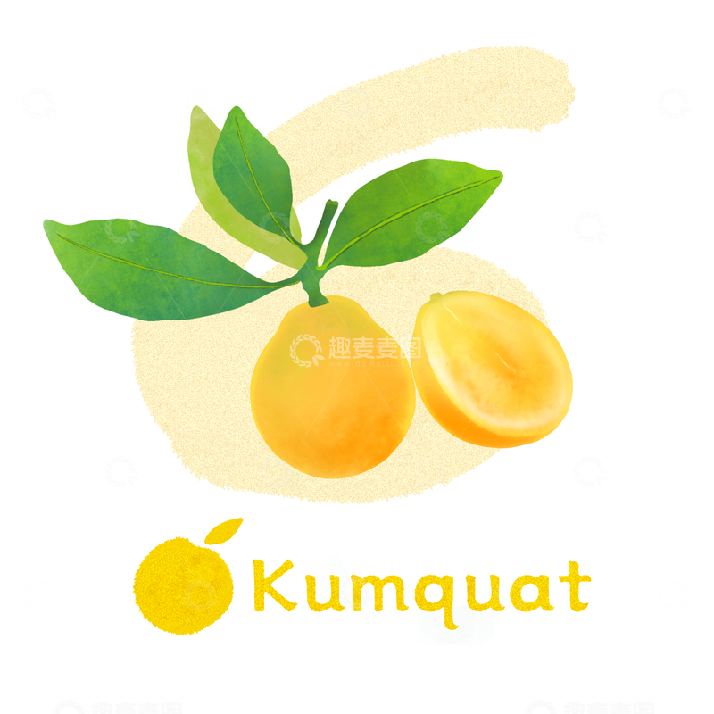 源文件下载【趣麦麦图】-水彩金桔插画素材