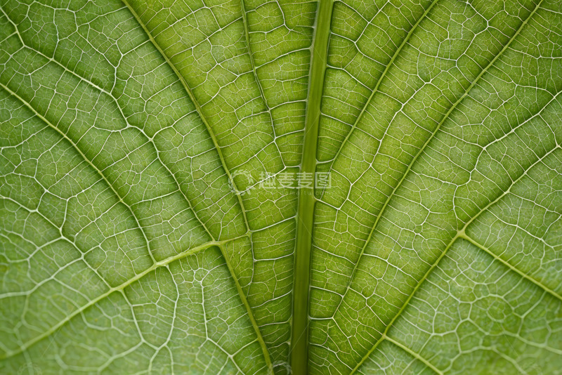 高清大图下载【趣麦麦图】绿色叶片纹理特写