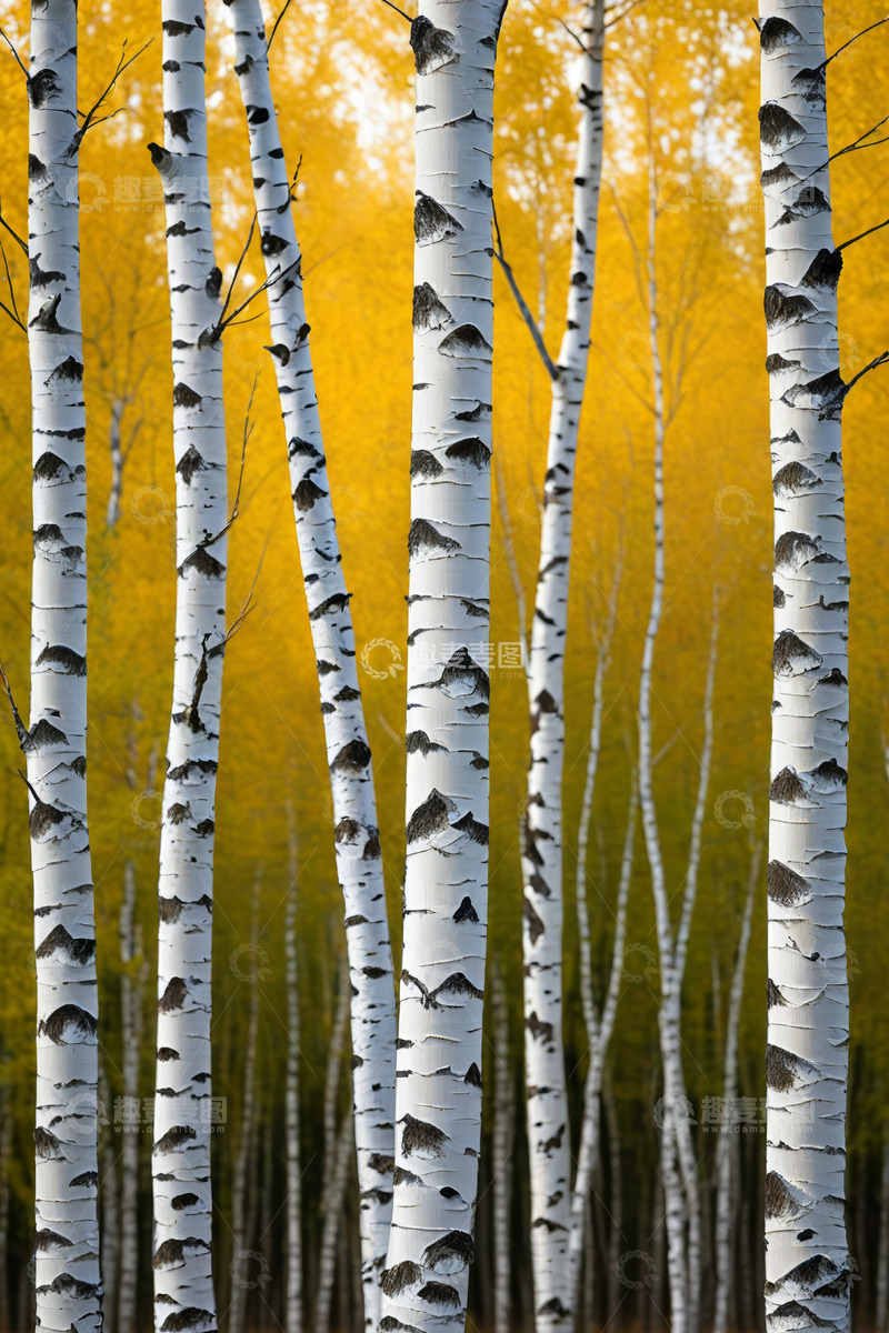 高清大图下载【趣麦麦图】秋日白桦林风景