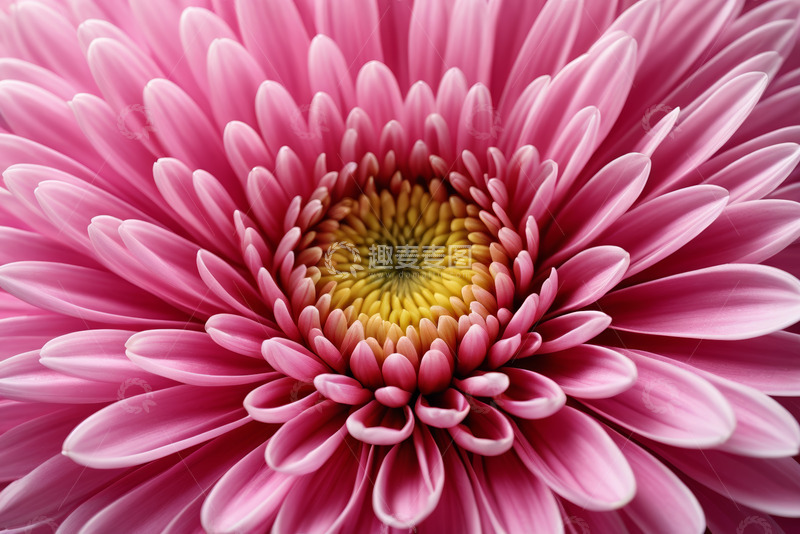 高清大图下载【趣麦麦图】粉色菊花微距特写