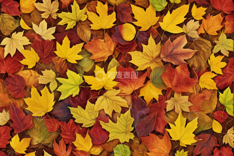 高清大图下载【趣麦麦图】多彩秋季枫叶背景素材