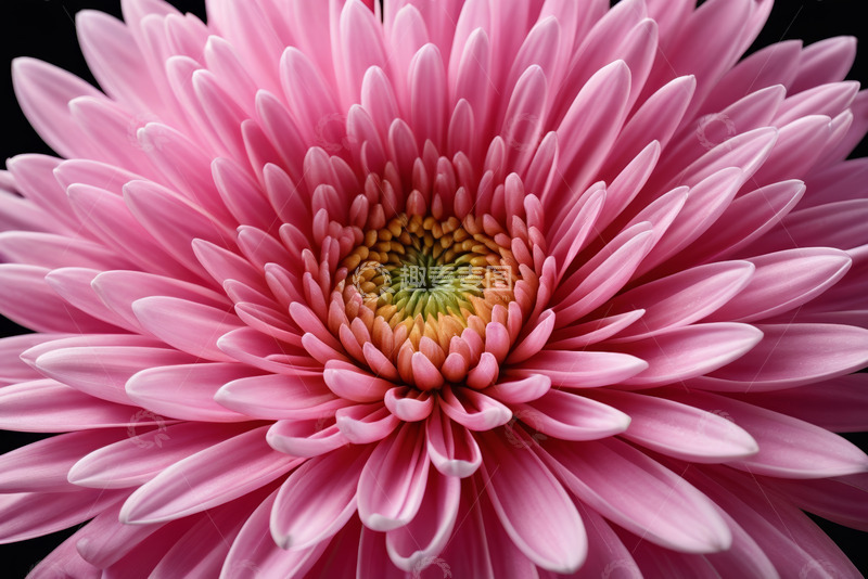 高清大图下载【趣麦麦图】粉色花朵微距特写