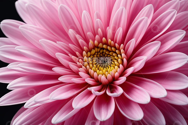 高清大图下载【趣麦麦图】粉色花朵特写素材