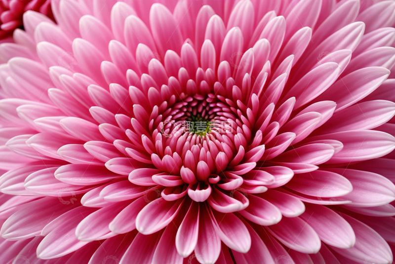 高清大图下载【趣麦麦图】粉色菊花微距特写