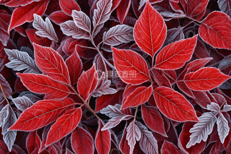 高清大图下载【趣麦麦图】红色植物叶子特写素材