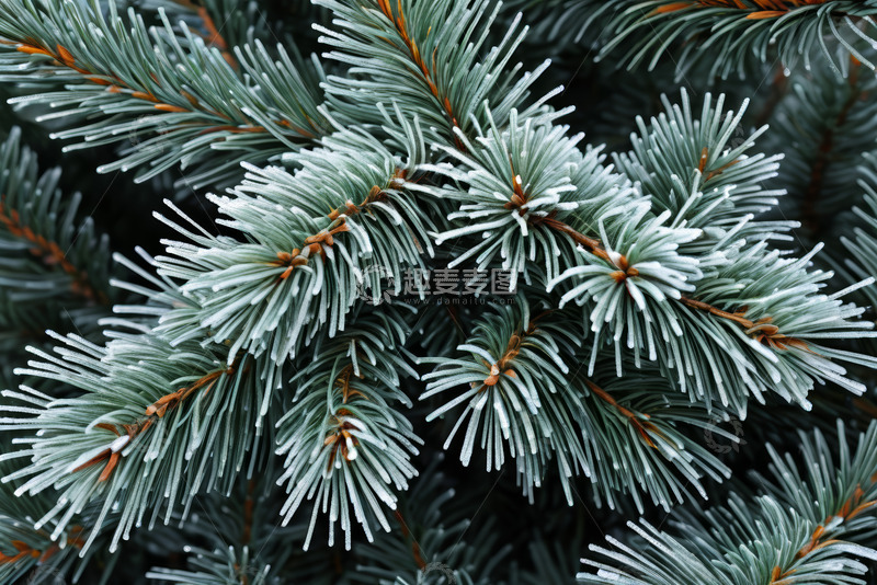 高清大图下载【趣麦麦图】覆霜绿色松针特写
