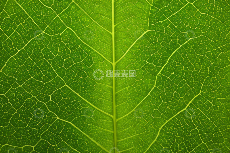 高清大图下载【趣麦麦图】绿色叶片纹理特写素材