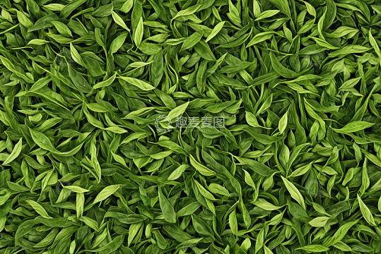 鲜嫩茶叶特写画面