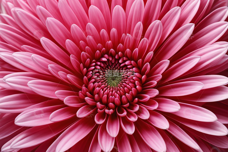 高清大图下载【趣麦麦图】粉红色花朵微距特写