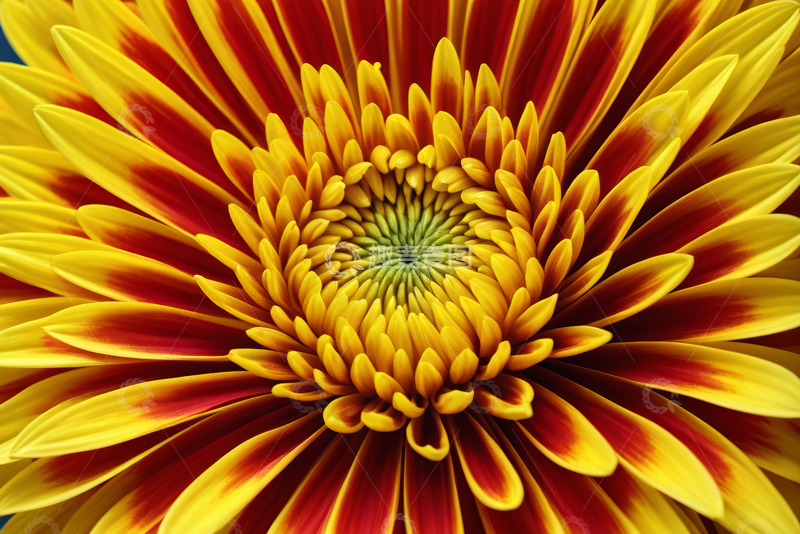 高清大图下载【趣麦麦图】红黄相间菊花特写