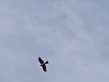 天空中翱翔的鸟