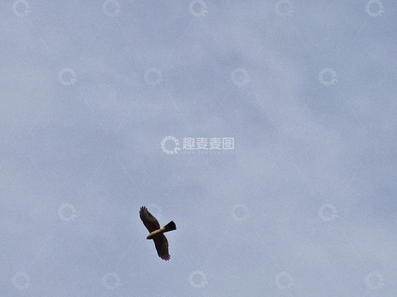 高清大图下载【趣麦麦图】天空中翱翔的鸟