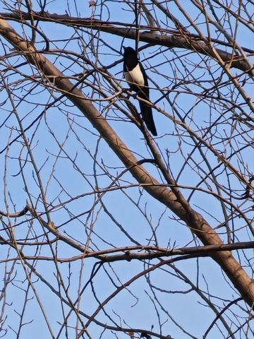 站在树枝上的鸟