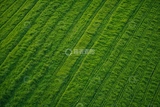 航拍绿色农田景象
