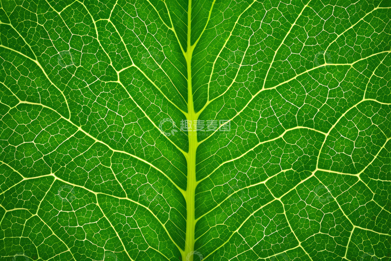 高清大图下载【趣麦麦图】绿色叶片纹理特写