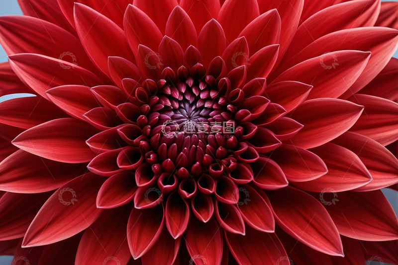 高清大图下载【趣麦麦图】红色大丽花特写