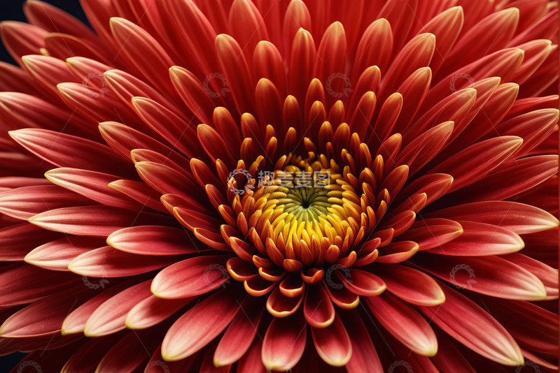 高清大图下载【趣麦麦图】红色花朵微距特写