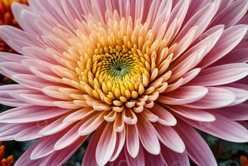 高清大图下载【趣麦麦图】粉色菊花微距特写素材