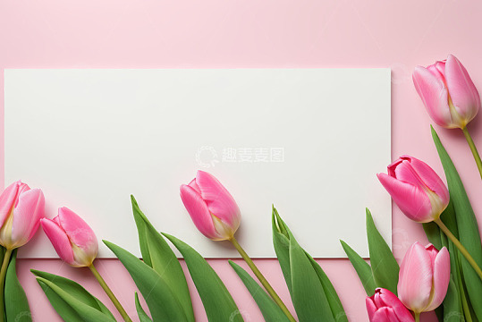 粉色背景上的郁金香与空白卡片