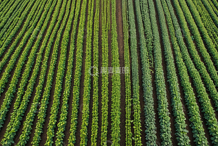 农田农作物俯拍全景