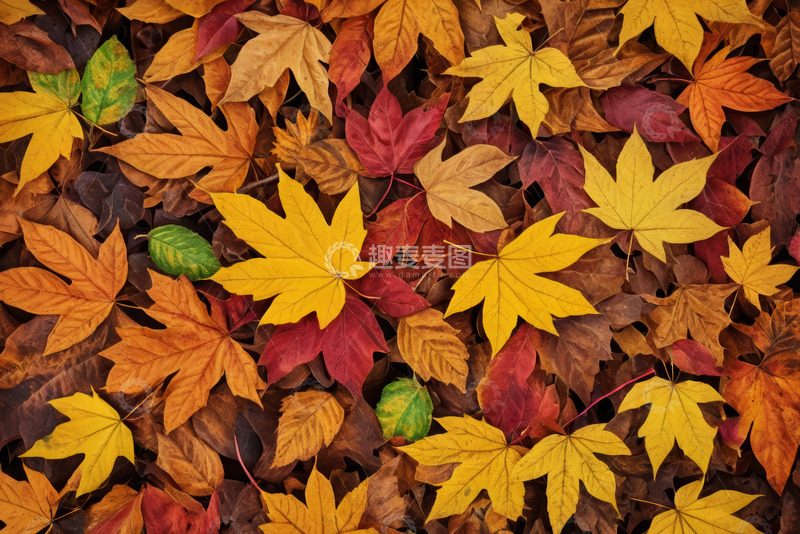 高清大图下载【趣麦麦图】秋季多彩落叶特写