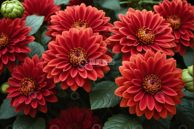 高清大图下载【趣麦麦图】红色大丽花特写