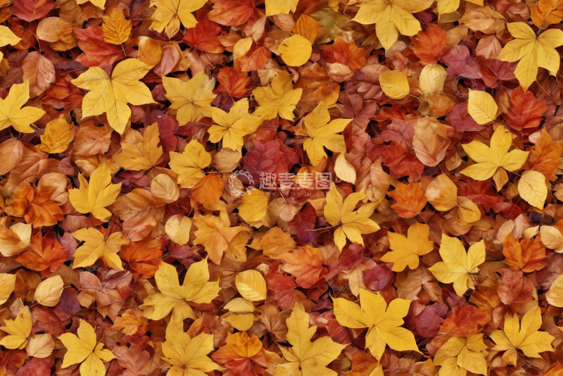 高清大图下载【趣麦麦图】秋季地面多彩落叶