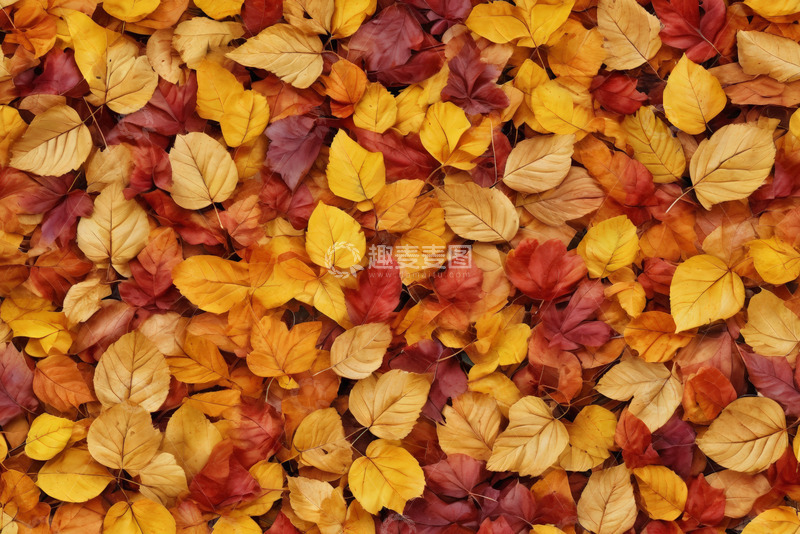 高清大图下载【趣麦麦图】多彩秋叶自然背景
