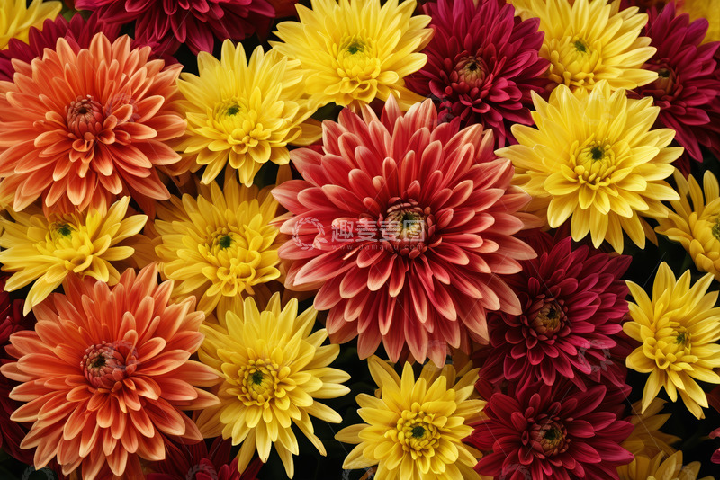 高清大图下载【趣麦麦图】多彩菊花微距特写