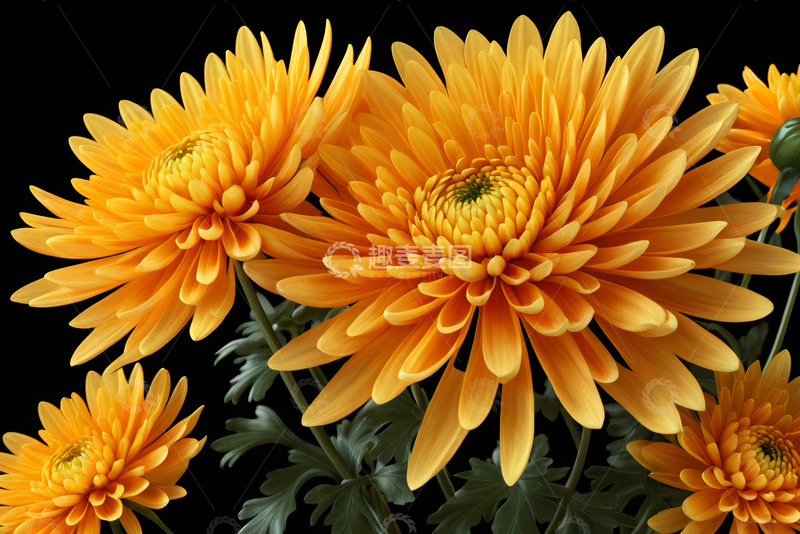 高清大图下载【趣麦麦图】黄色菊花特写