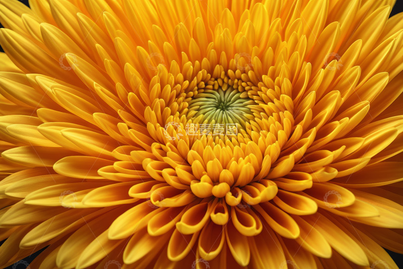 高清大图下载【趣麦麦图】黄色菊花微距特写